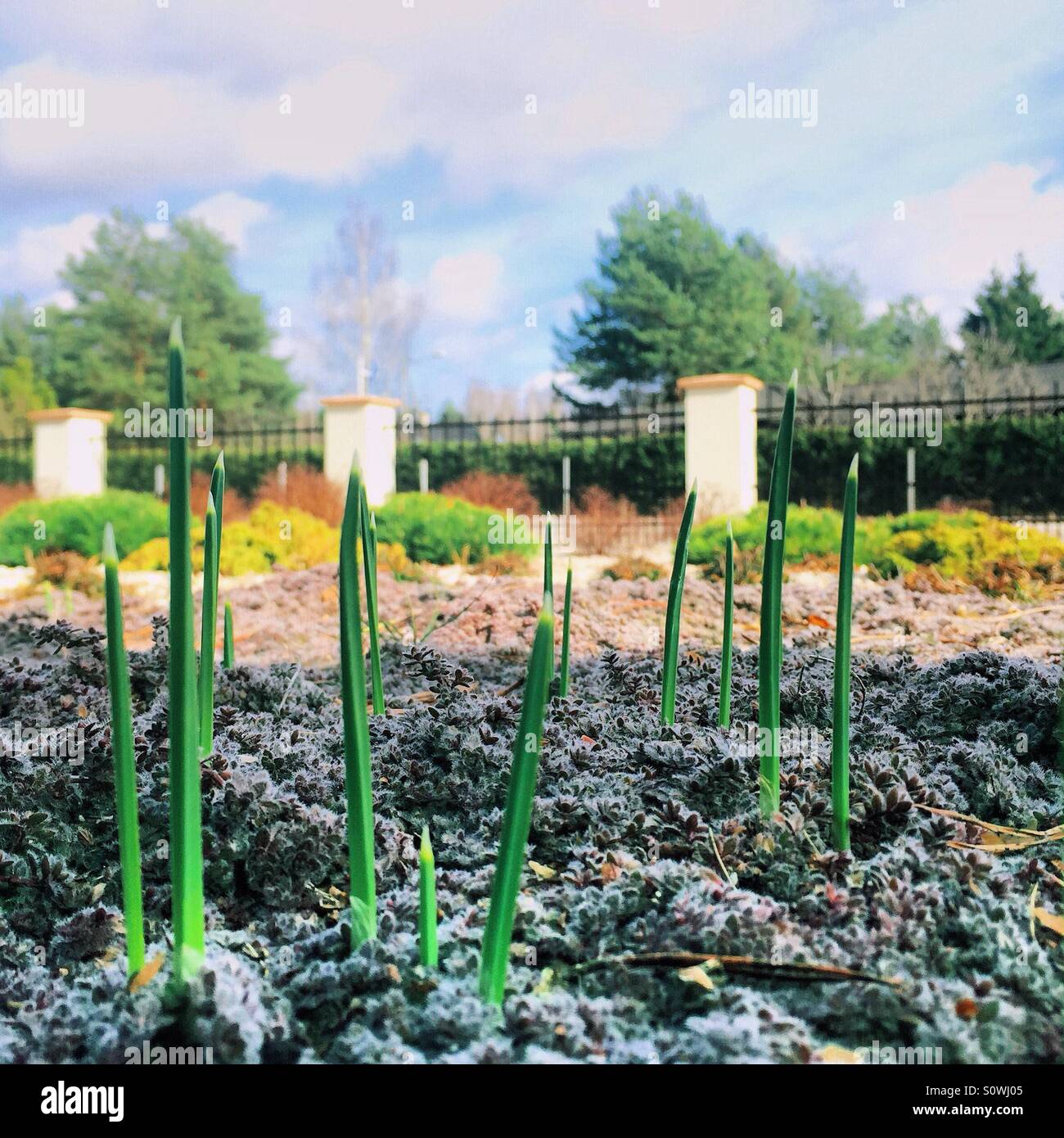 Spring flowers begin to grow Stock Photo Alamy
