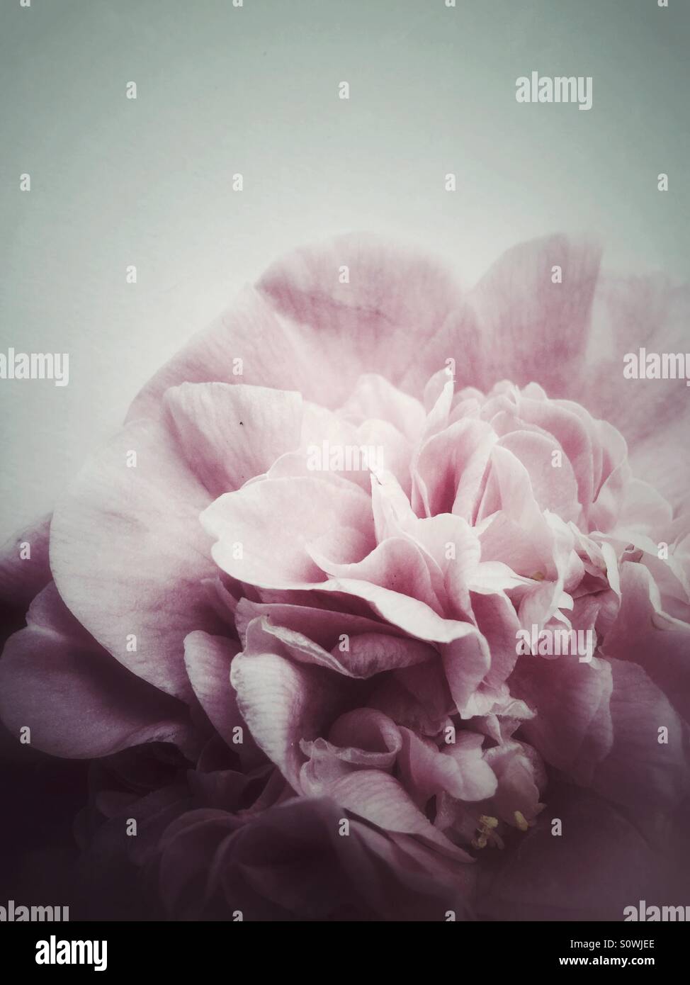 Camellia closeup - Smartphone Captured Stock Image