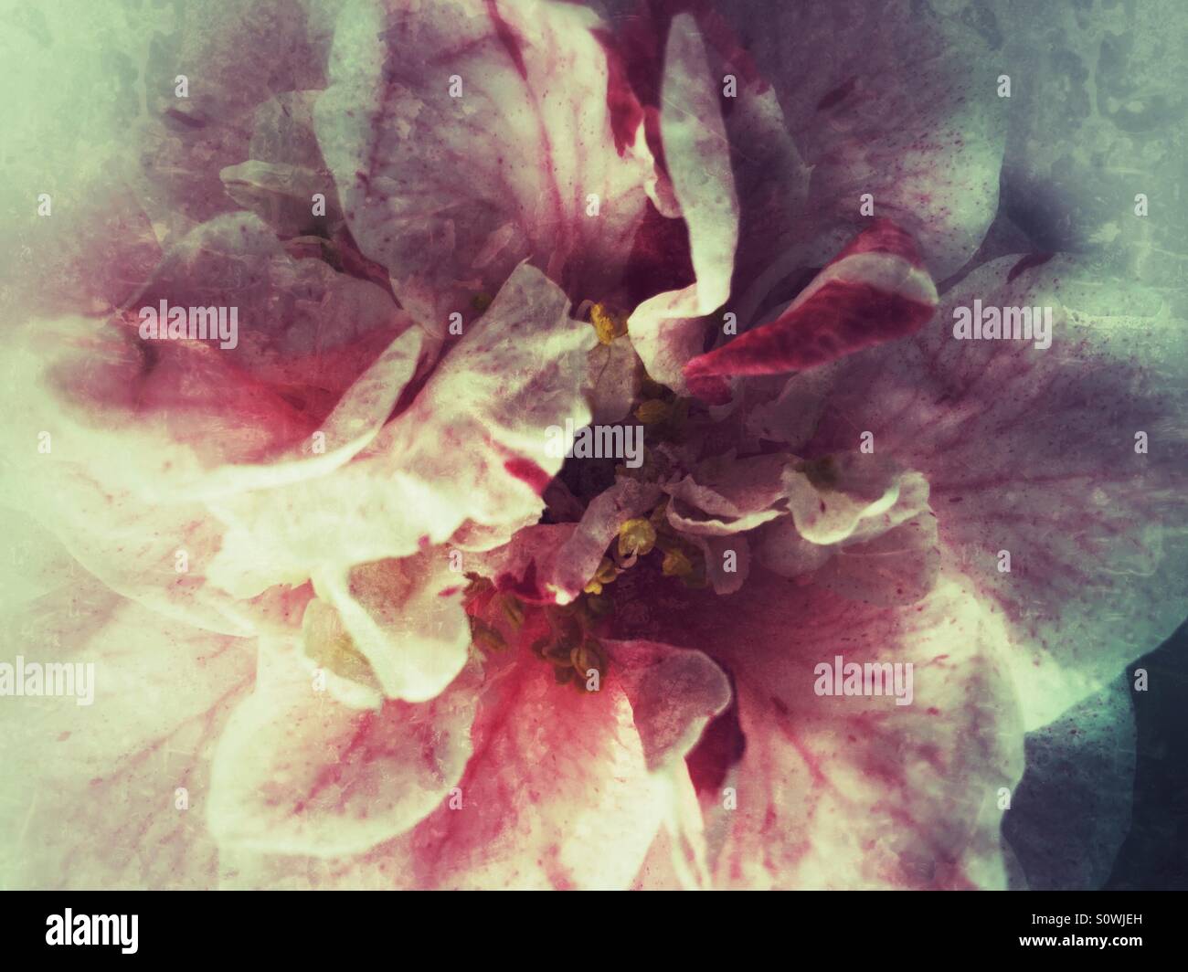 Bi-colored camellia flower - Smartphone Captured Stock Image