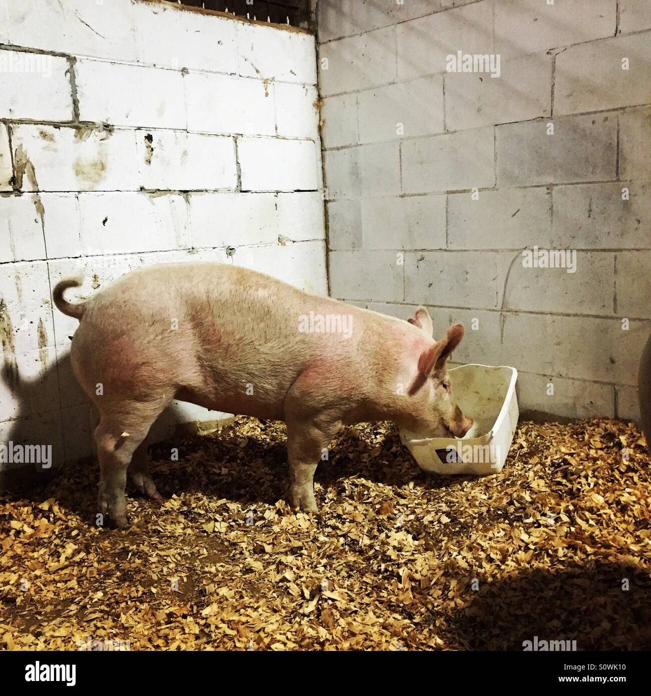 Yorkshire pig hi-res stock photography and images - Alamy