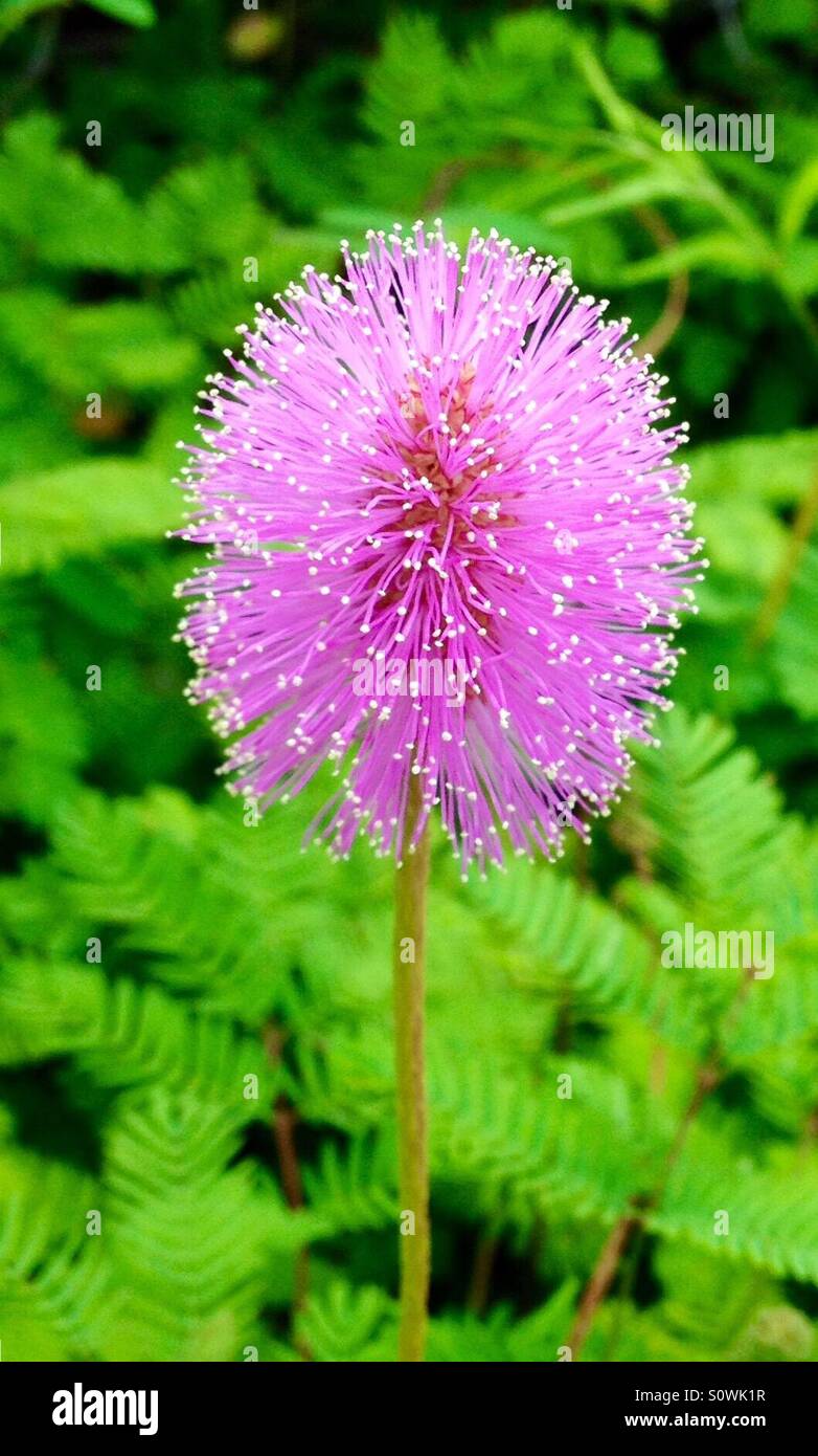 Pink Powderpuff Flower with green background, Mimosa strigillosa Stock