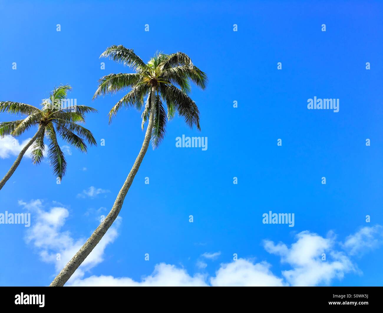 Two Palm Trees - Smartphone Captured Stock Image