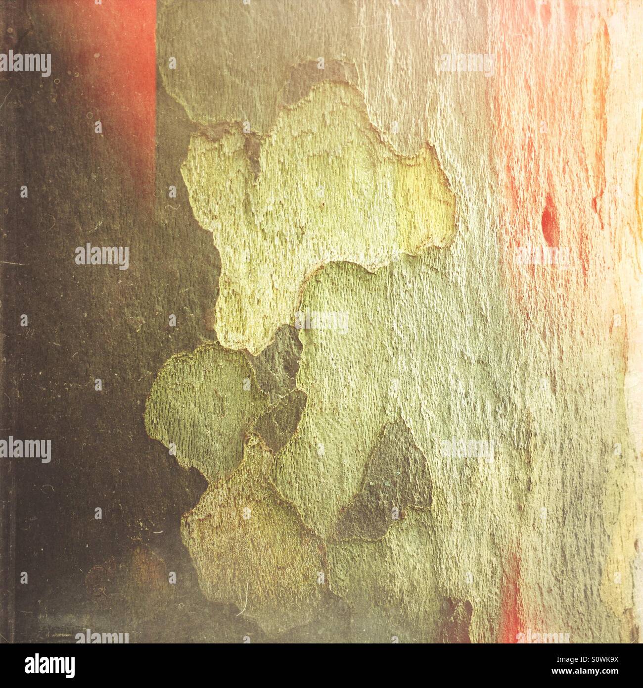Closeup of the bark of a tree - Smartphone Captured Stock Image