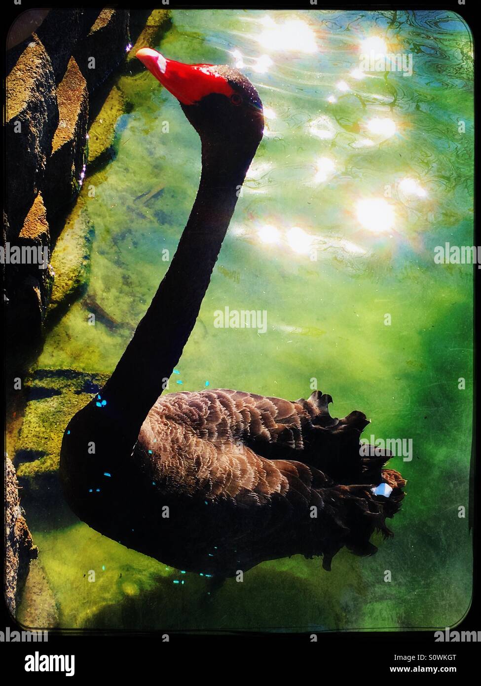 Black swan in lake - Smartphone Captured Stock Image