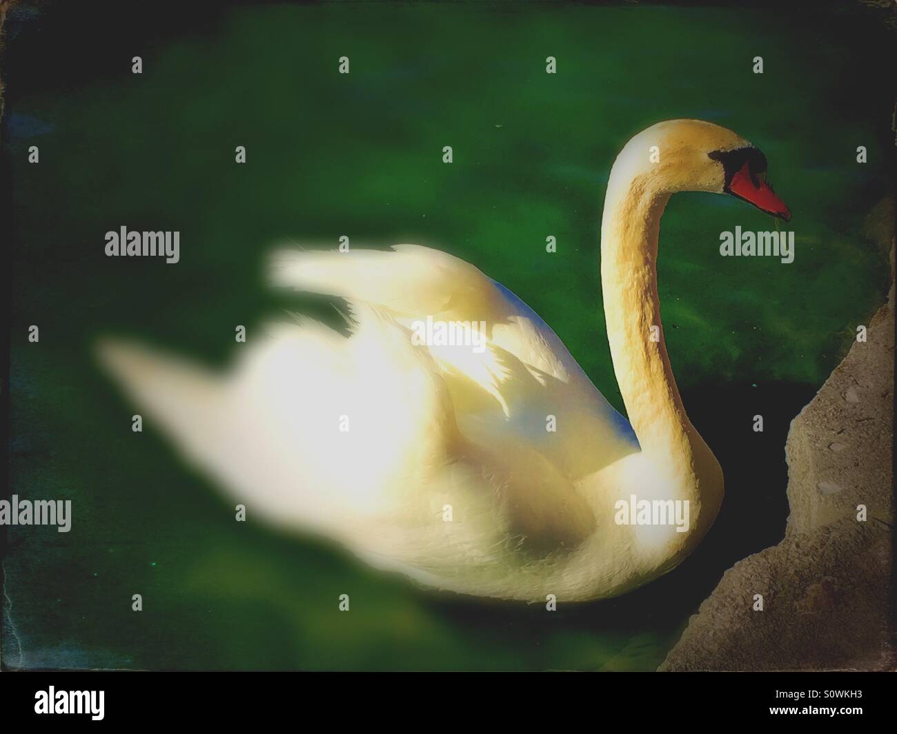 White swan on lake - Smartphone Captured Stock Image