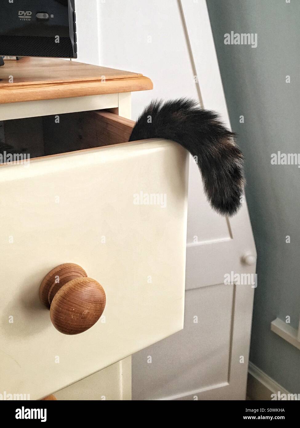 Cat's tail protruding from an open drawer in a chest of drawers Stock