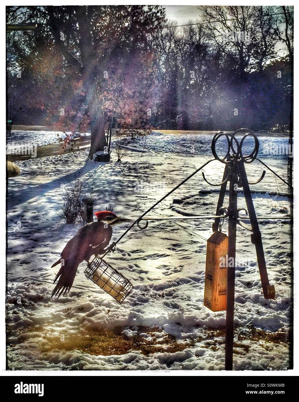 Pileated woodpecker on a suet feeder Stock Photo Alamy