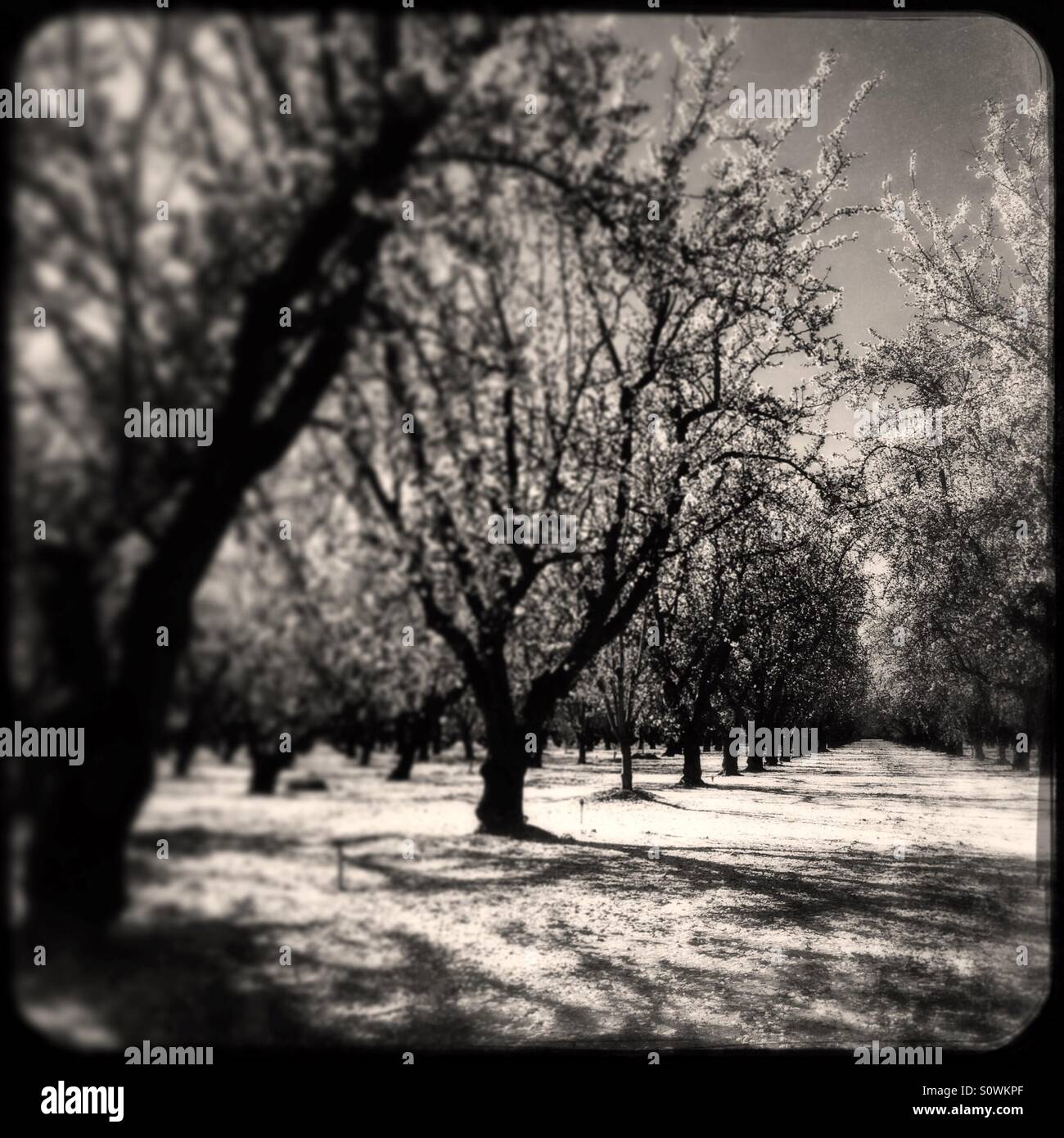 Stanislaus County, California, USA. 24th, February 2016. Warm weather during a break from this year's El Nino have caused almond trees to bloom early this year in California's San Joaquin Valley. - Smartphone Captured Stock Image