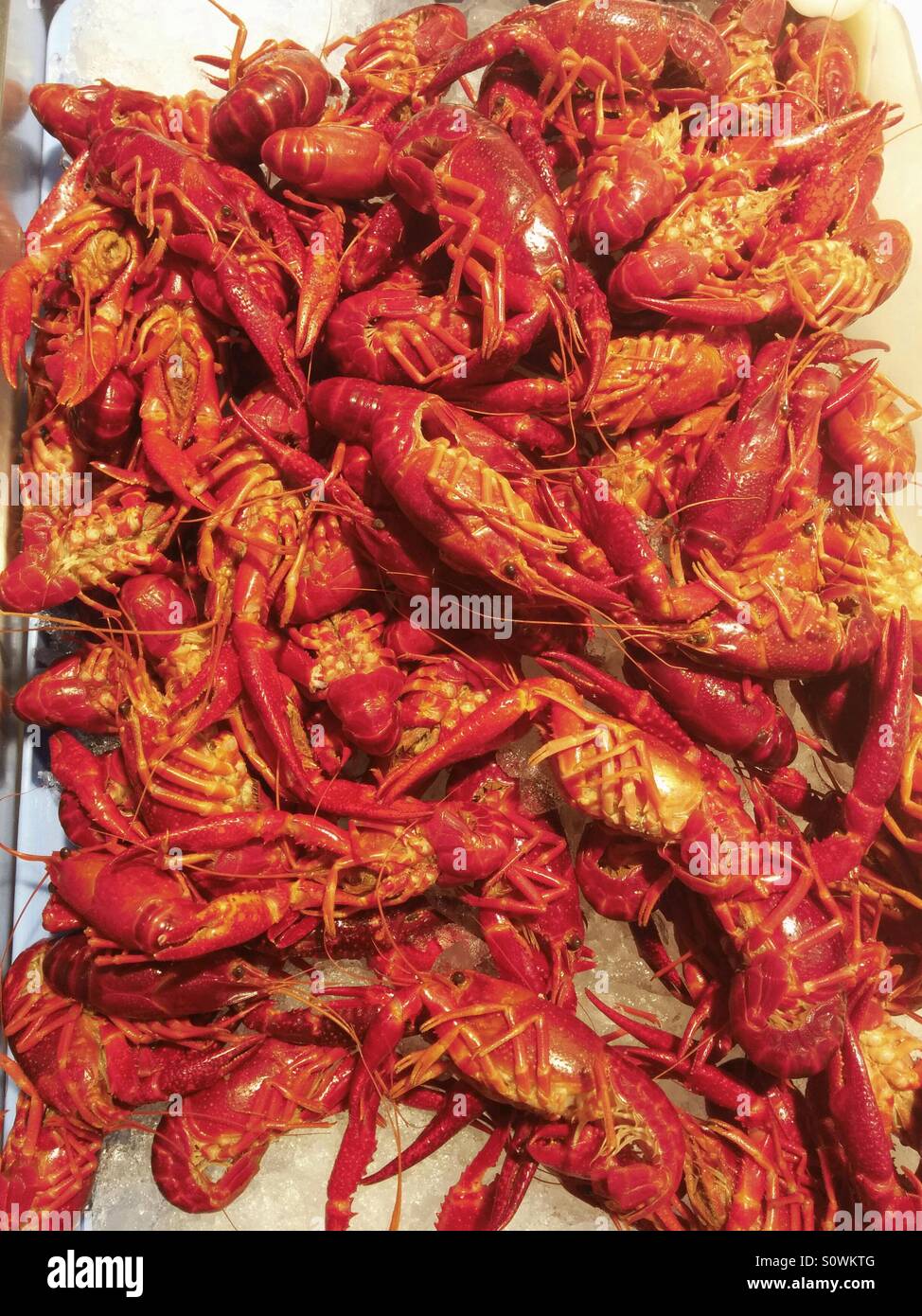 Crayfish for sale Stock Photo Alamy