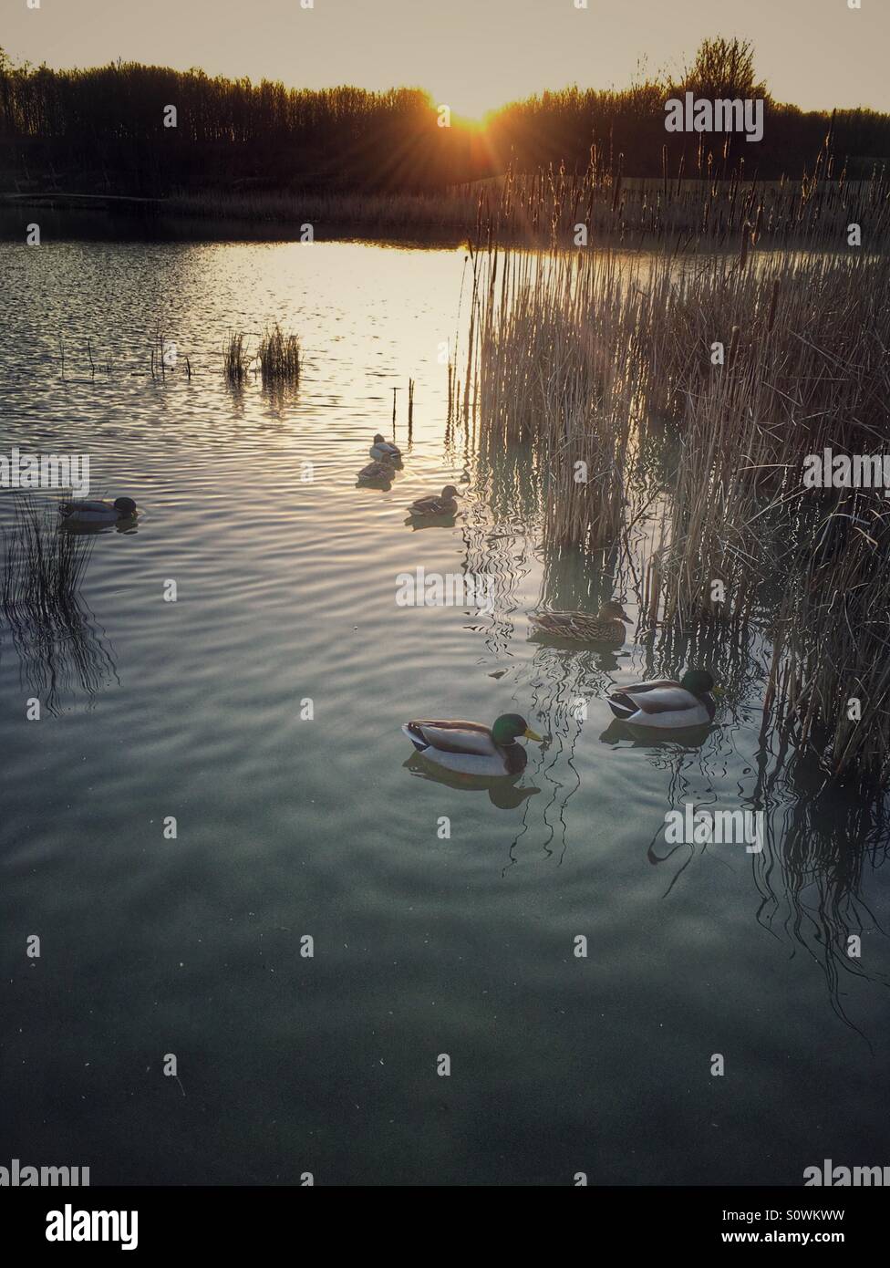 Winter sunlight streaming through trees over a lake - Smartphone Captured Stock Image
