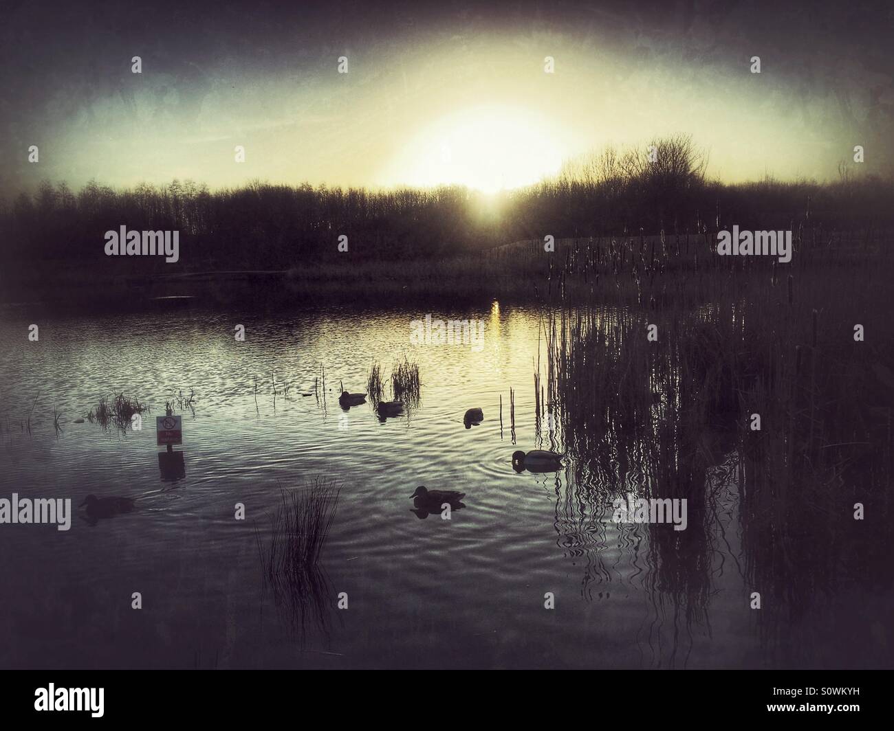 Atmospheric sky as sun sets behind trees with silhouetted ducks on a lake - Smartphone Captured Stock Image