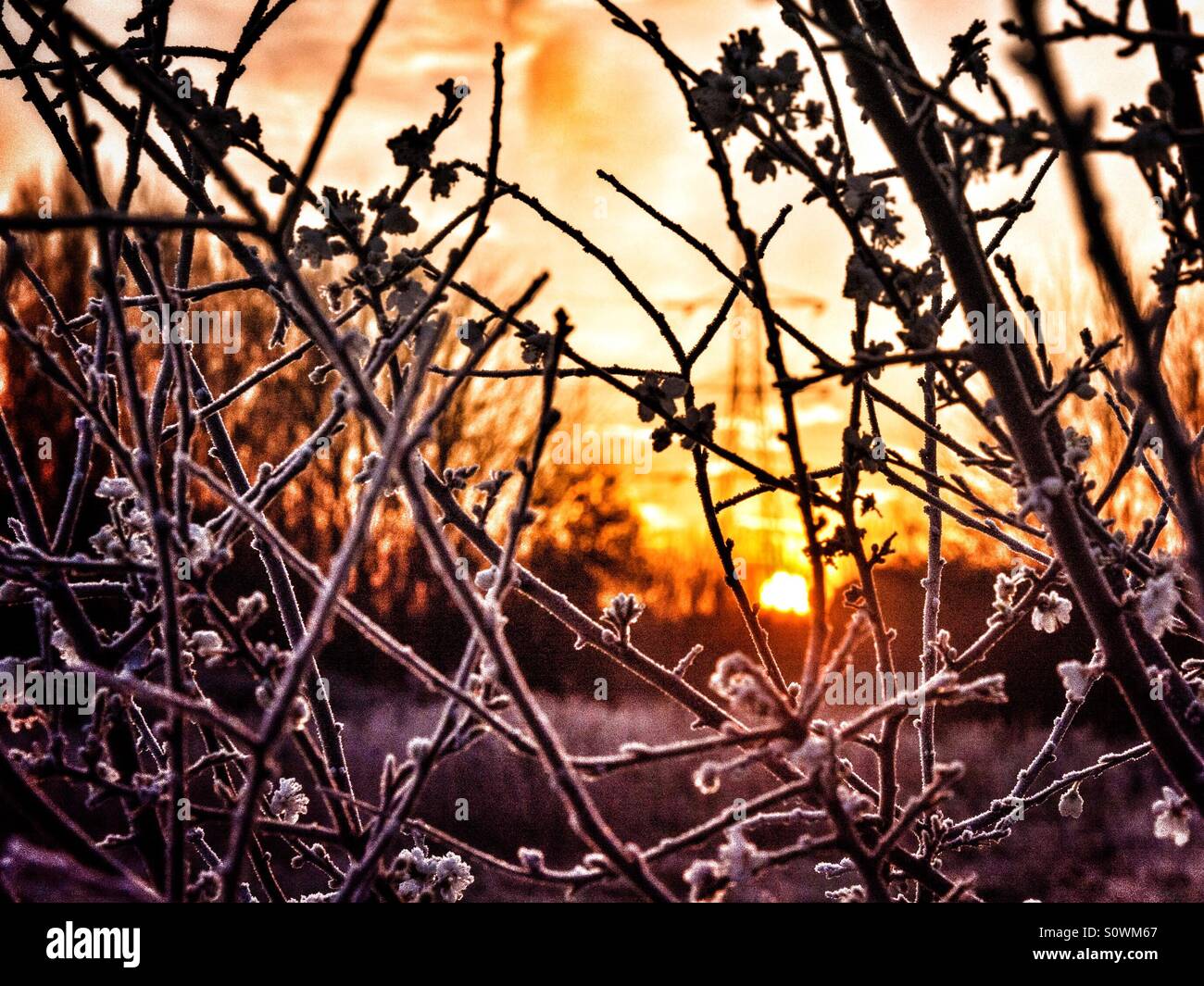 Looking at the winter sunrise through frost covered twigs Stock Photo