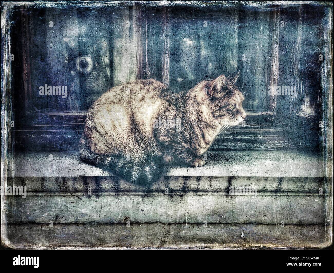 A tabby cat on a windowsill - Smartphone Captured Stock Image