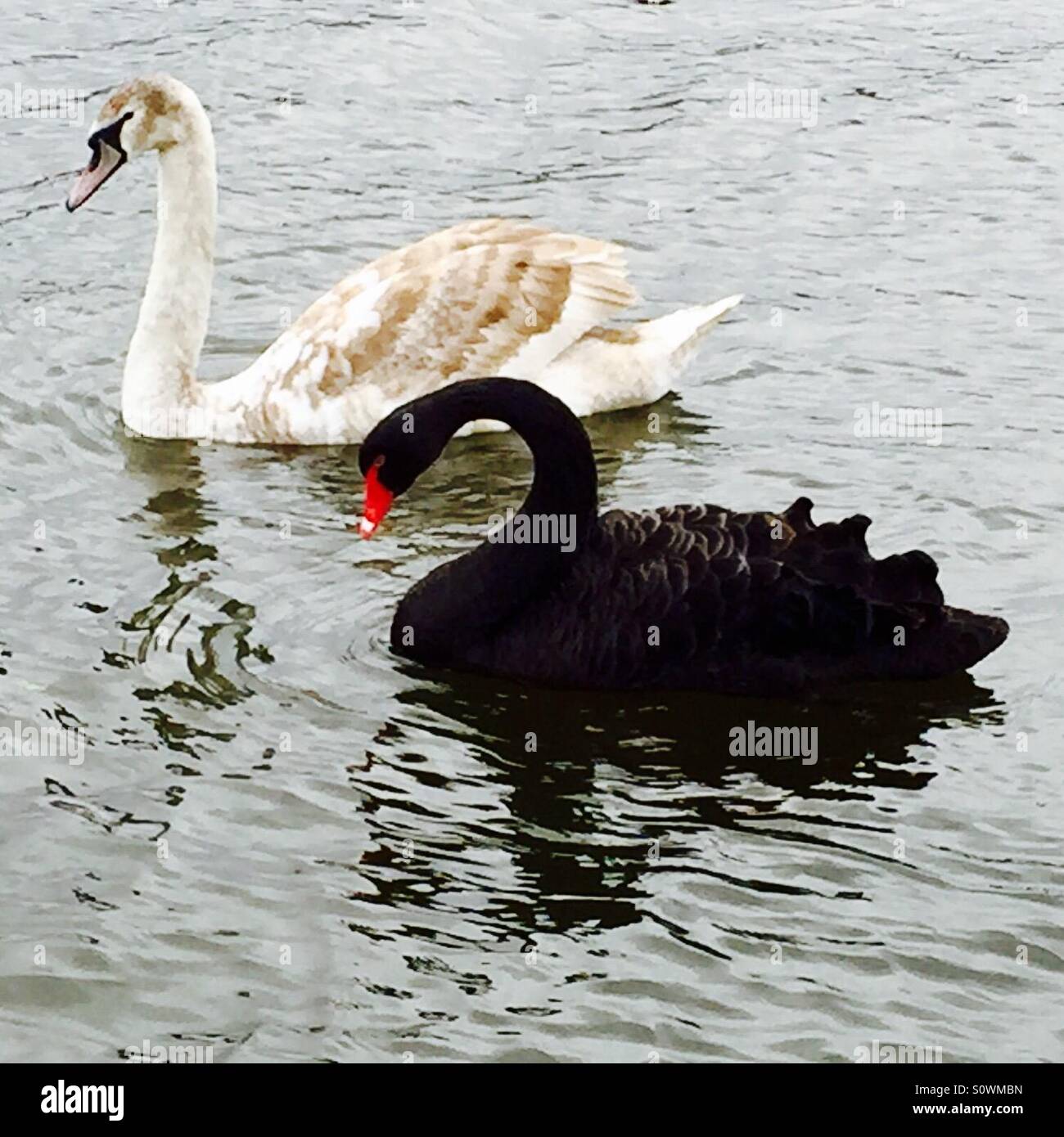 A black and a white Swan courting in Hyde Park, London, UK Stock Photo