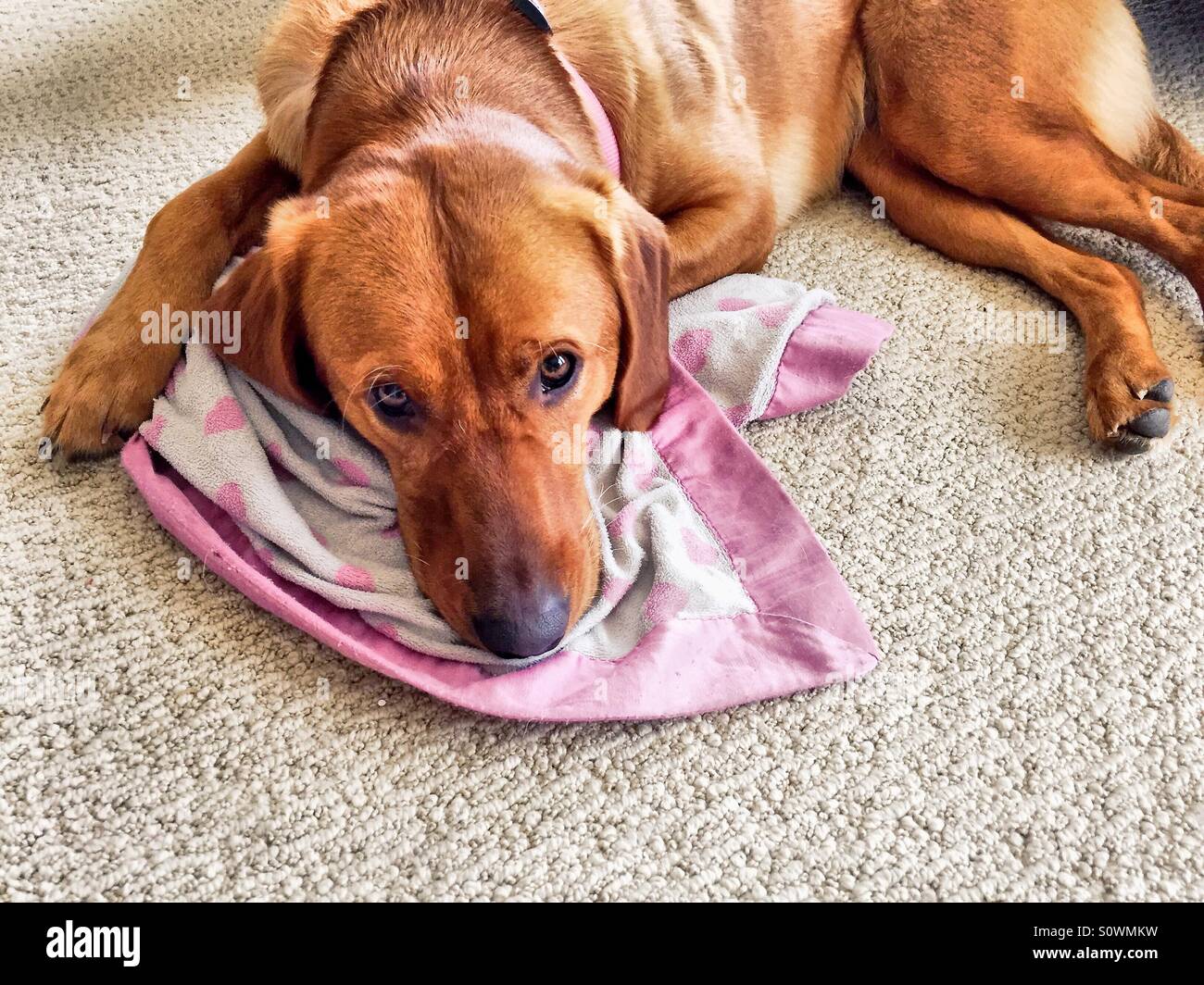Friendly dog with a pink collar snuggles with a pink trimmed baby blanket Stock Photo