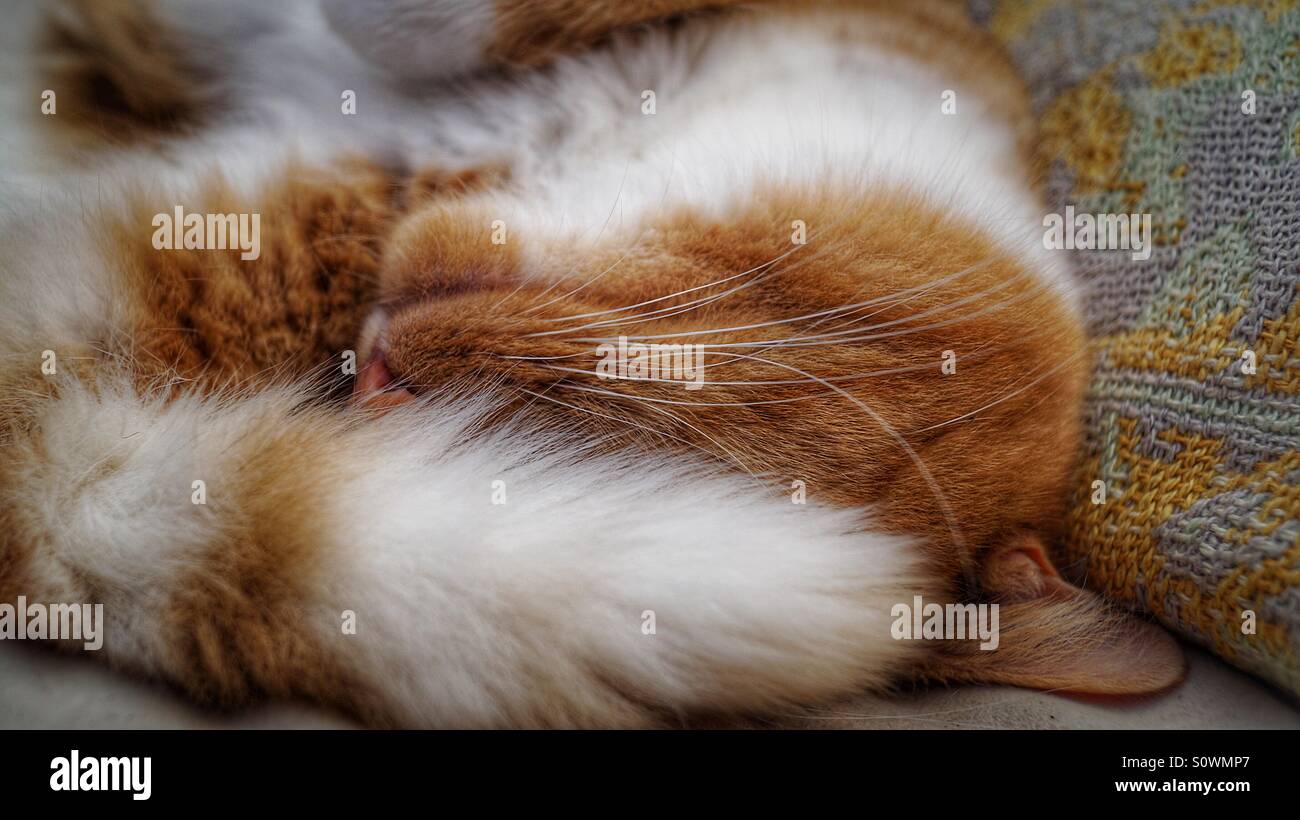 Cat that just wants to keep sleeping with tail over eyes - Smartphone Captured Stock Image