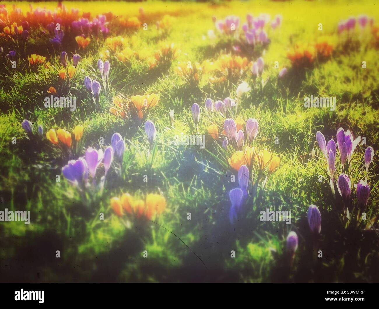 Close up of crocuses in spring England UK United Kingdom GB Great Britain - Smartphone Captured Stock Image