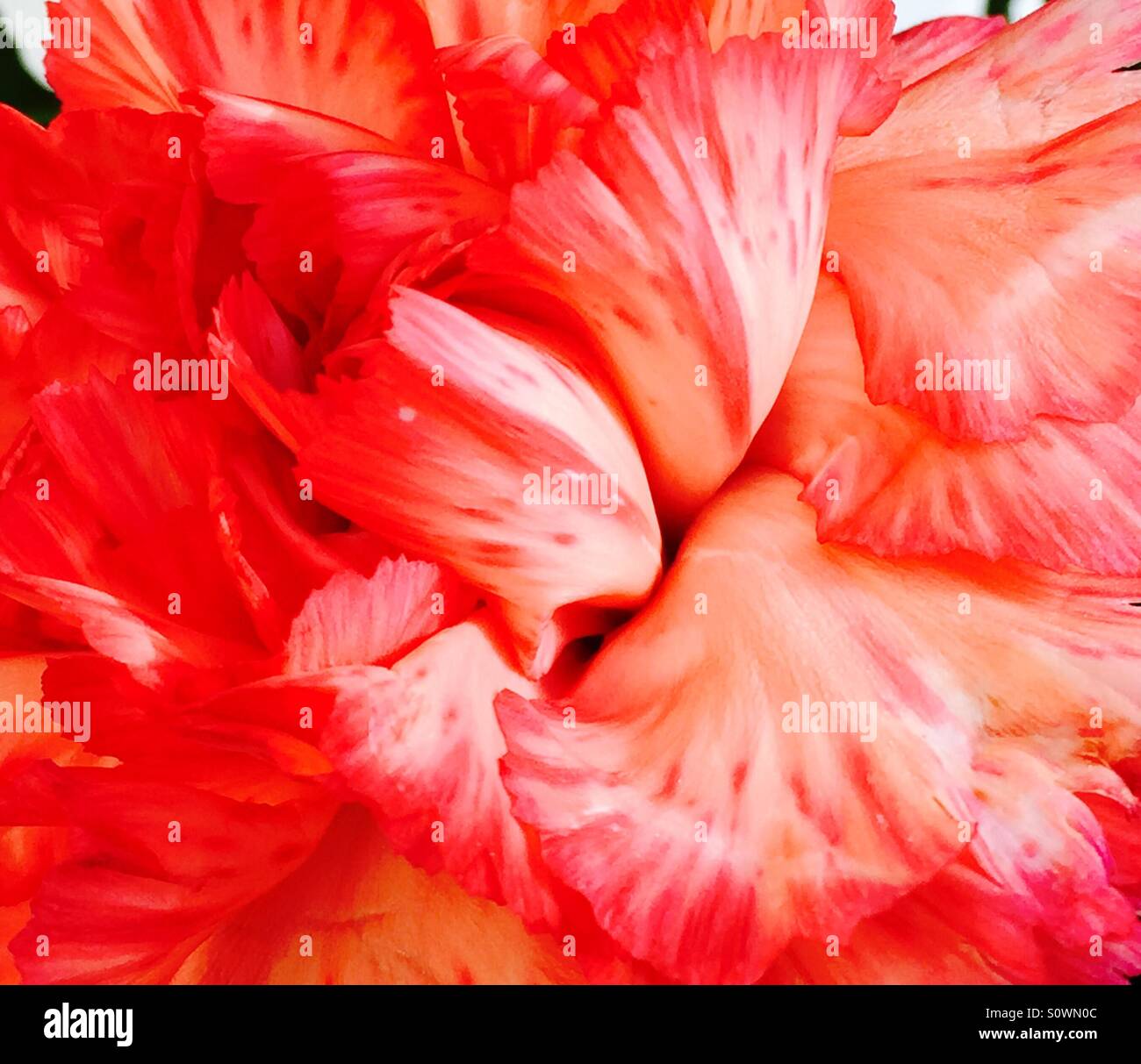 Orange carnation hires stock photography and images Alamy