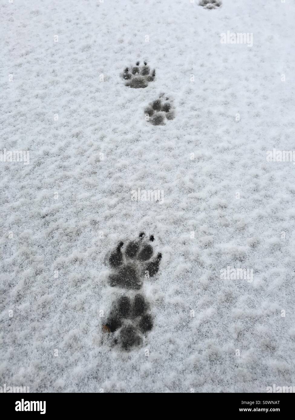 Paw prints in the snow Stock Photo Alamy