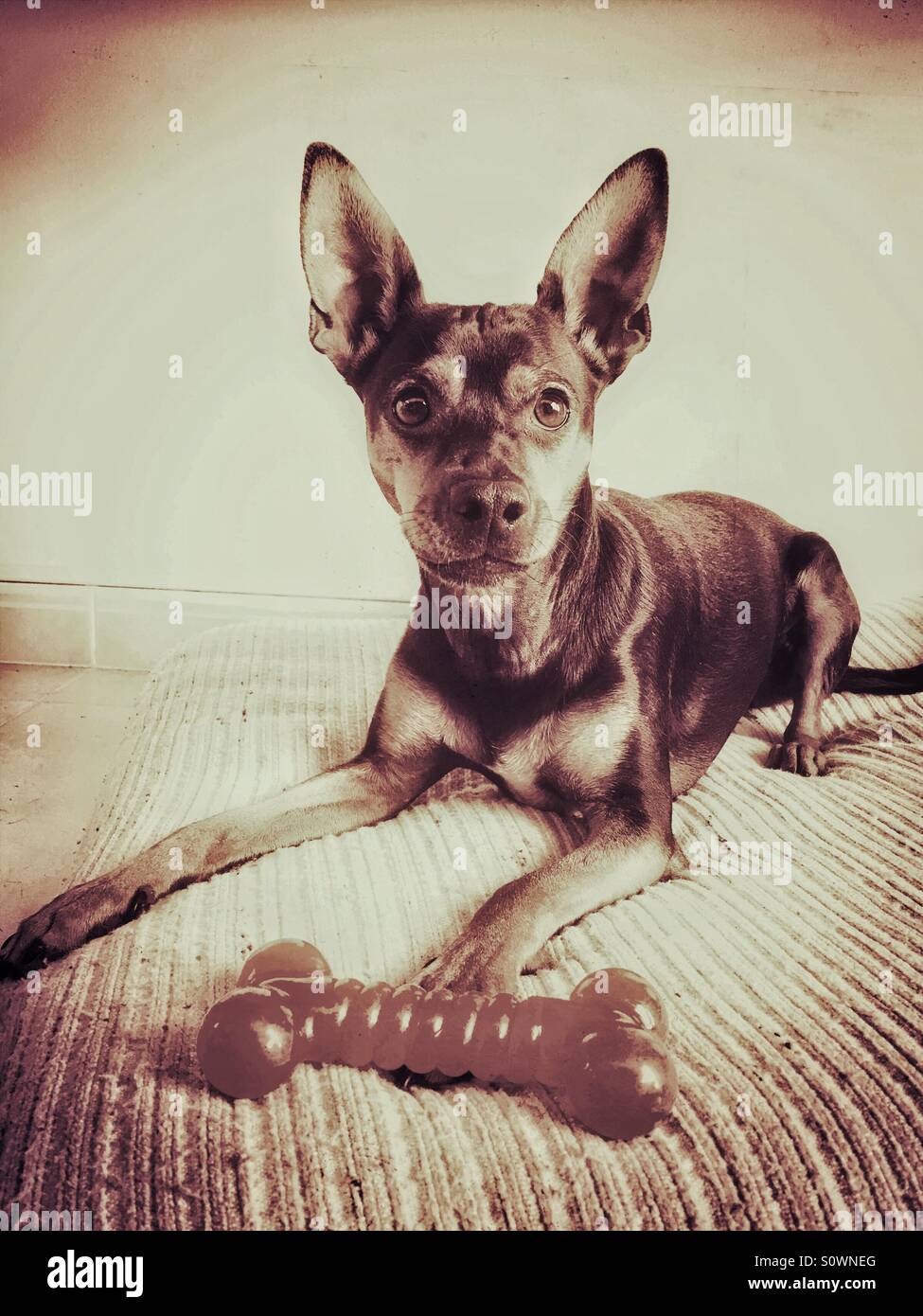 Attentive dog with toy bone - Smartphone Captured Stock Image