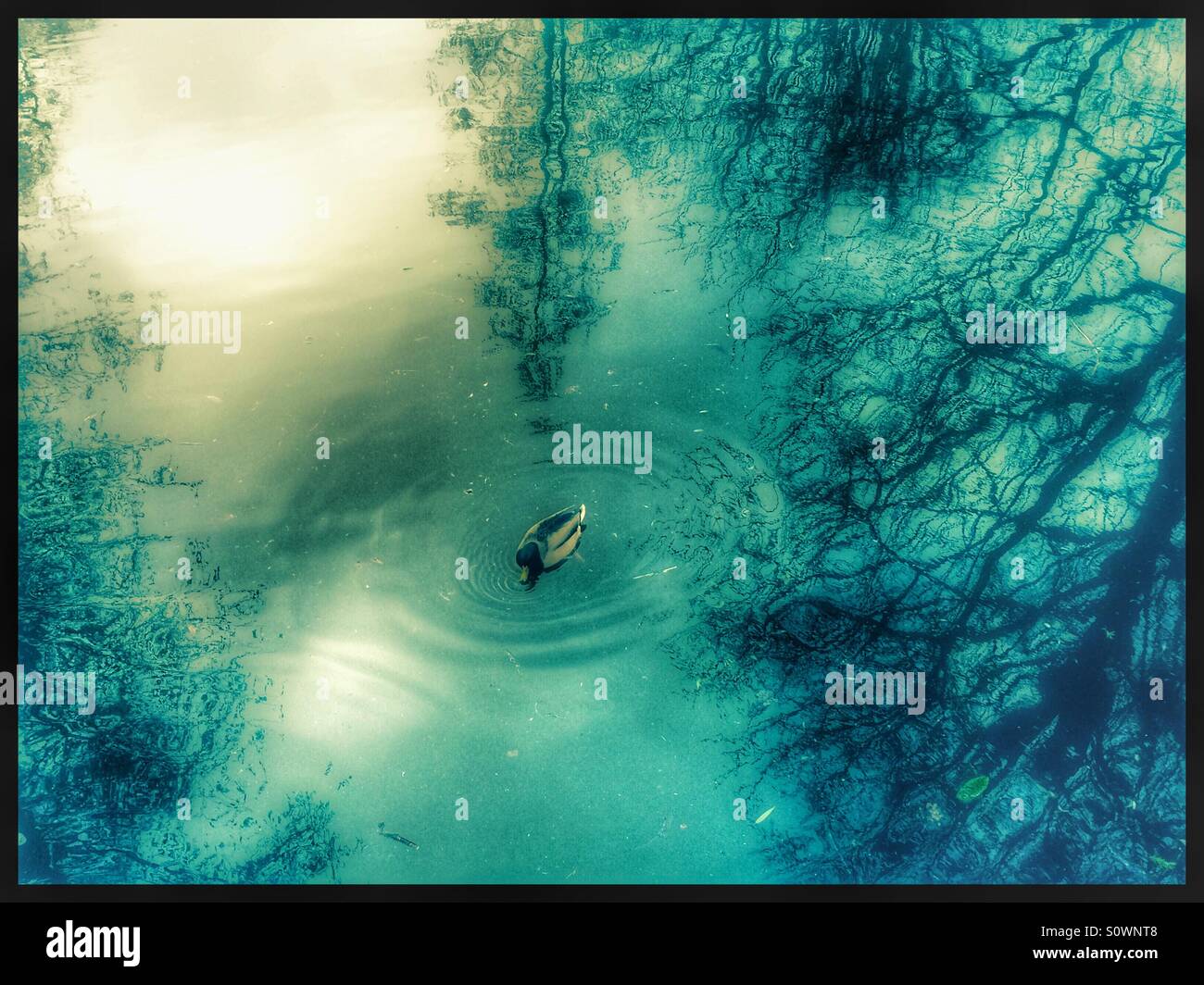 Reflections of trees hi-res stock photography and images - Alamy