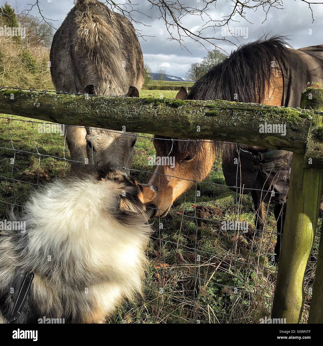 Rough collie saying hello to a couple of horses. Dog and horses. Stock Photo