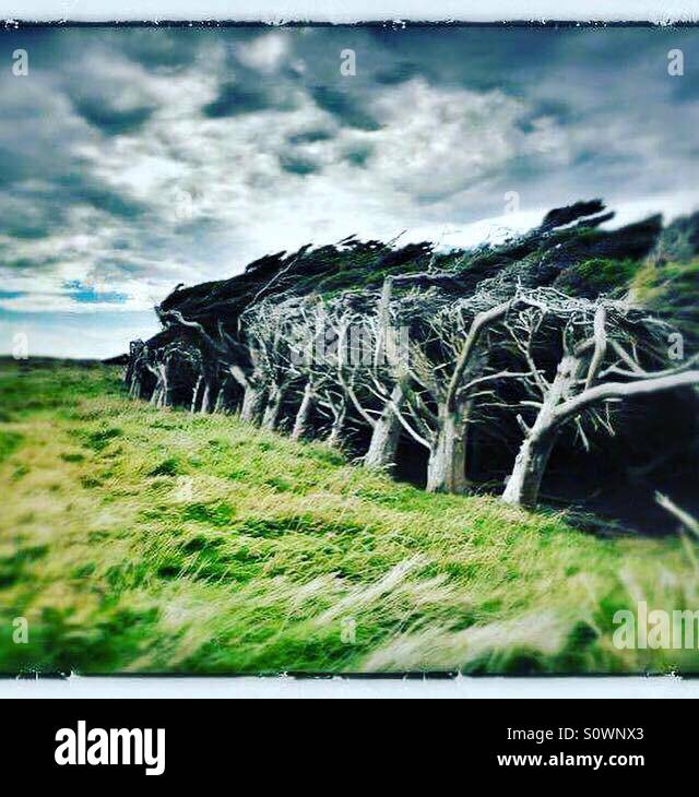 Wind blown trees at Slope Point. New Zealand Stock Photo Alamy