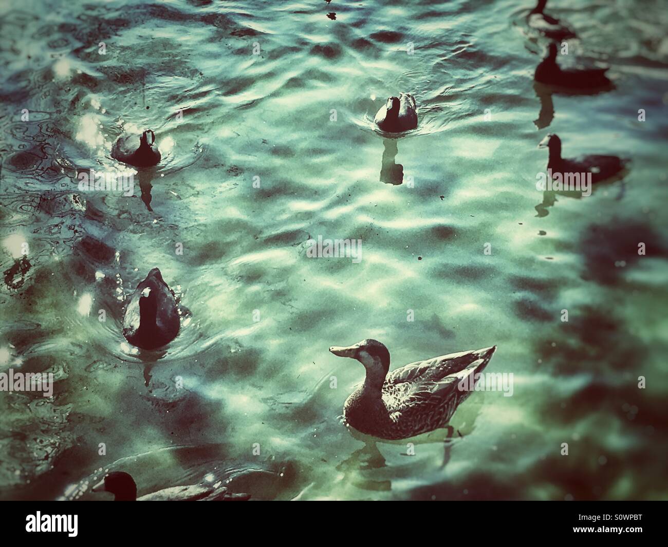 Ducks and coots swimming in pond - Smartphone Captured Stock Image