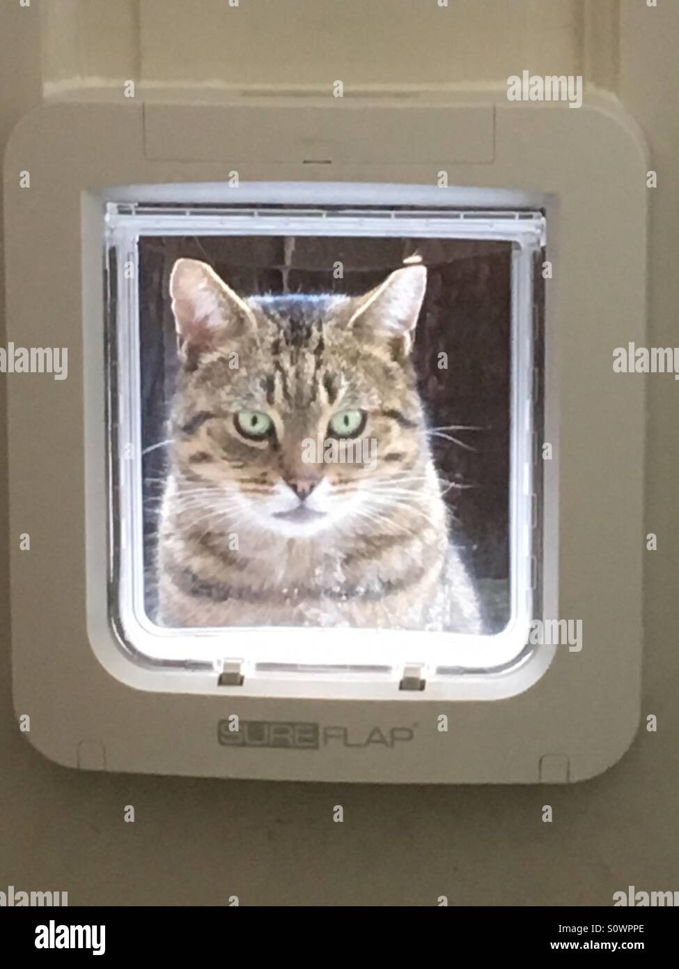 Hey that's not fair I can't get in this new cat flap!! Stock Photo
