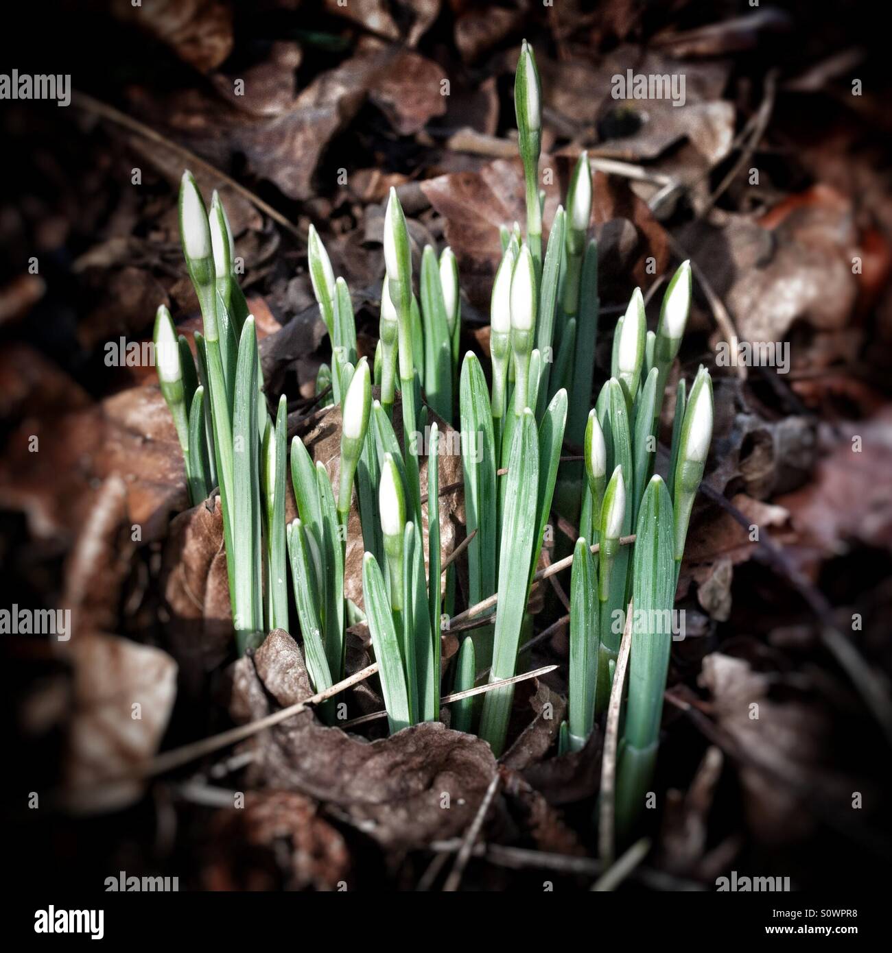 Snowdrops in bud, ready to bloom - Smartphone Captured Stock Image