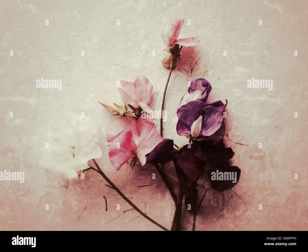 Sweet pea flowers with copy space - Smartphone Captured Stock Image