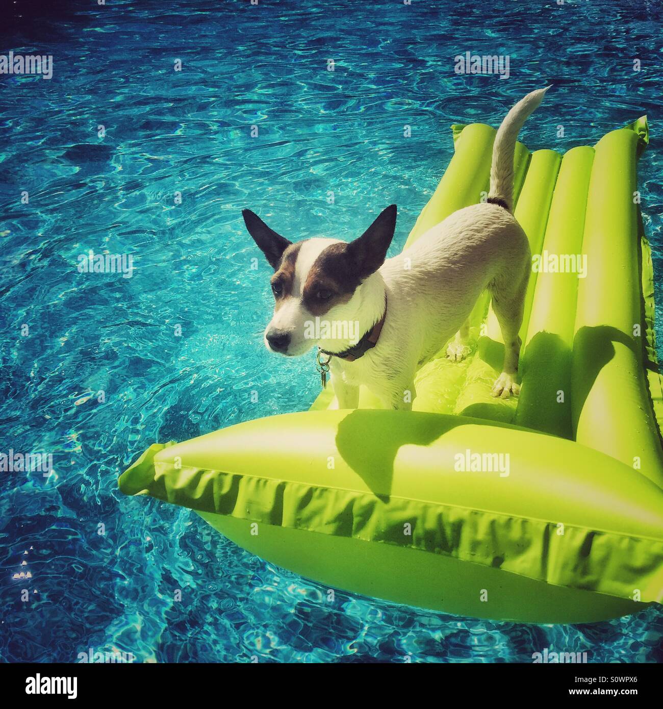 Dog Floating On An Inflatable Mat In A Swimming Pool On A Hot Sunny Day Stock Photo Alamy