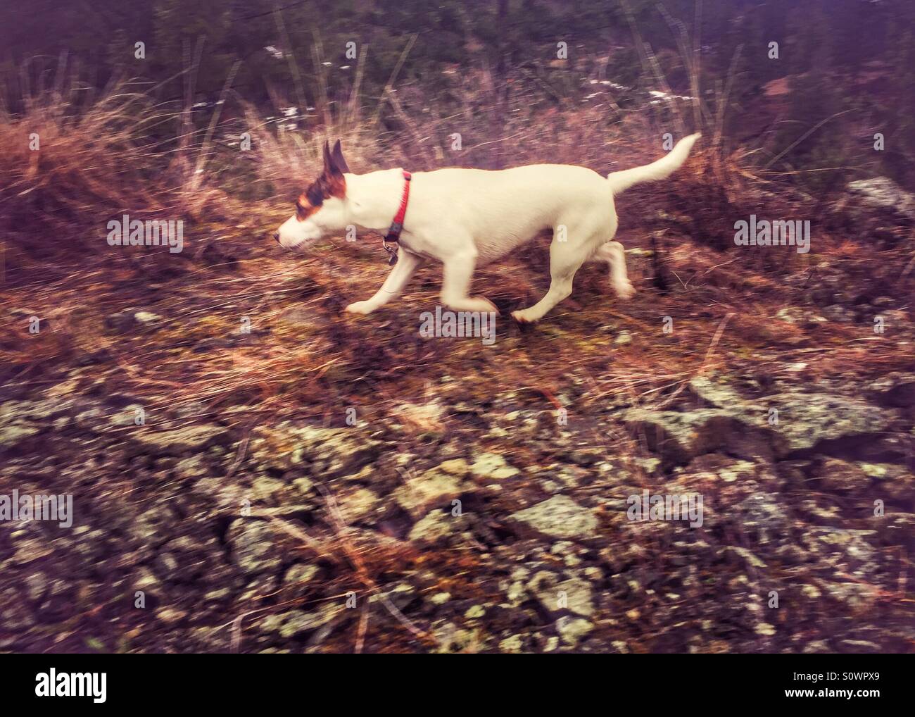 Low angle view of a small dog running outdoors off the leash on a cool day - Smartphone Captured Stock Image