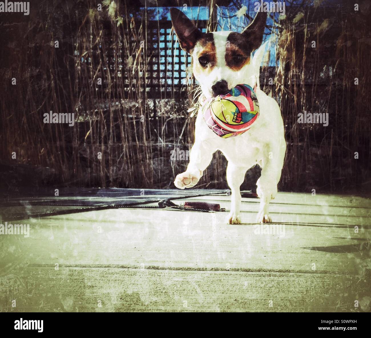 Low angle view of a young small dog carrying a ball running towards the camera on a sunny day - Smartphone Captured Stock Image