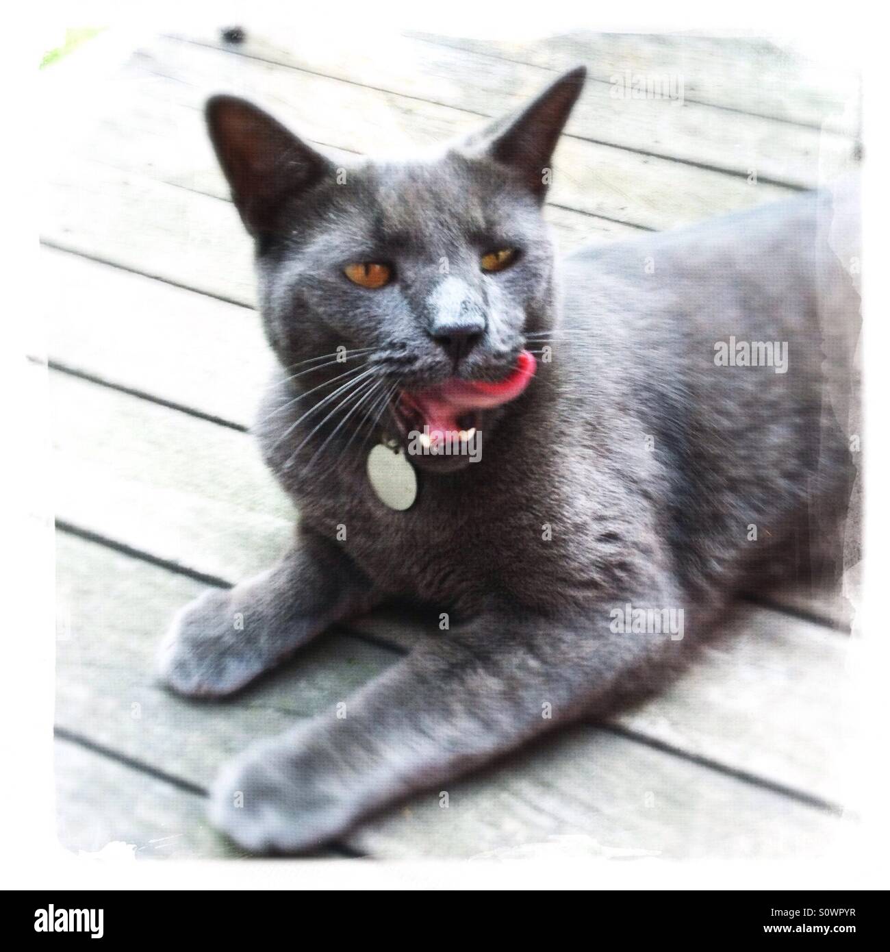Grey cat licking his chops Stock Photo Alamy