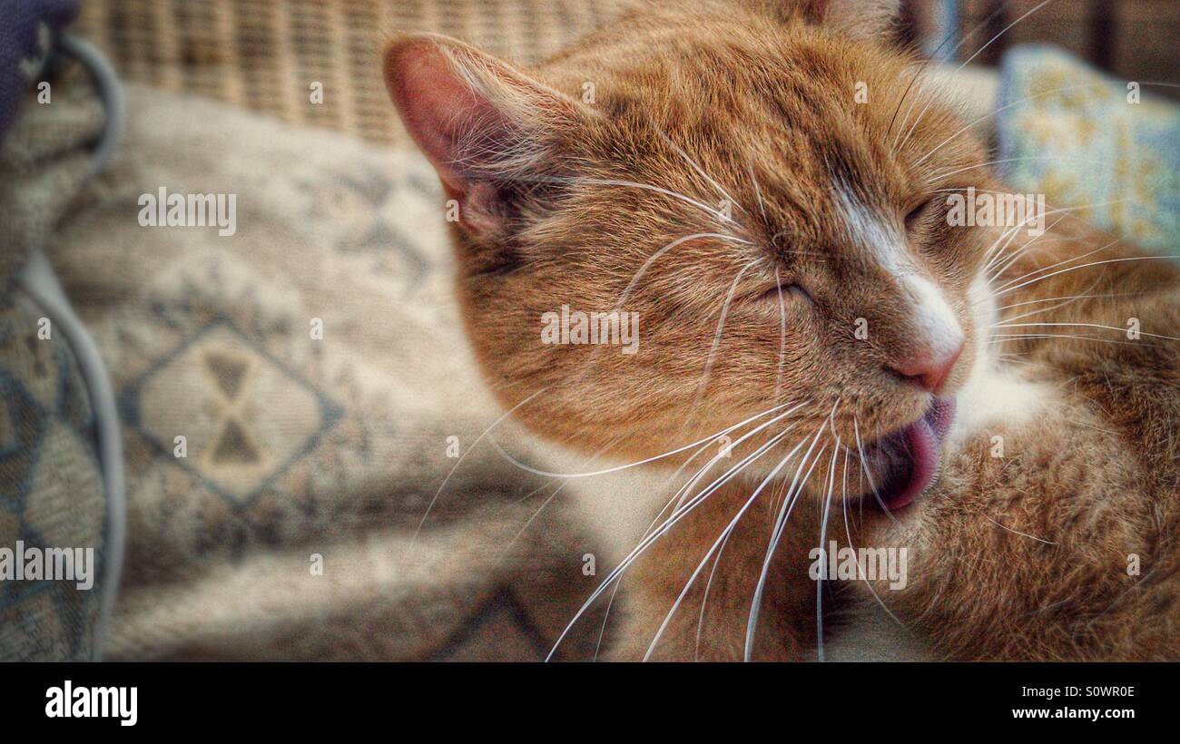 Ginger cat washing it's back paw Stock Photo
