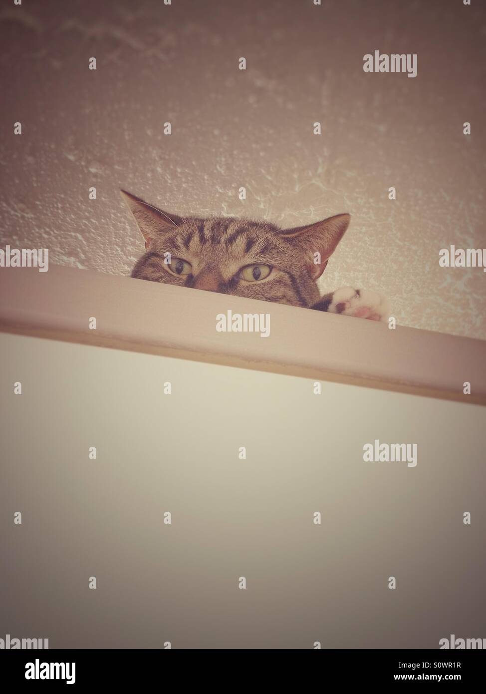 Cat on a cupboard Stock Photo - Alamy