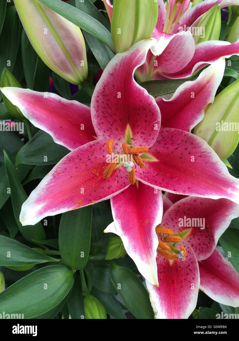 Bright pink lilies against green leaves Stock Photo