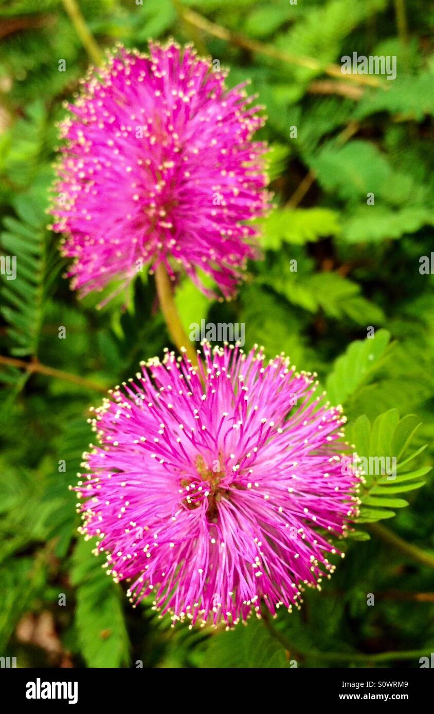 Pink Powderpuff Flowers with green background, Mimosa strigillosa Stock