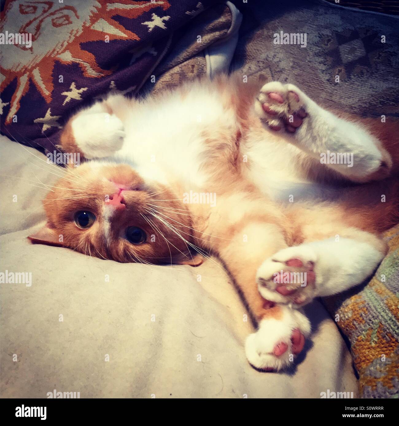 Playful cat stretching Stock Photo