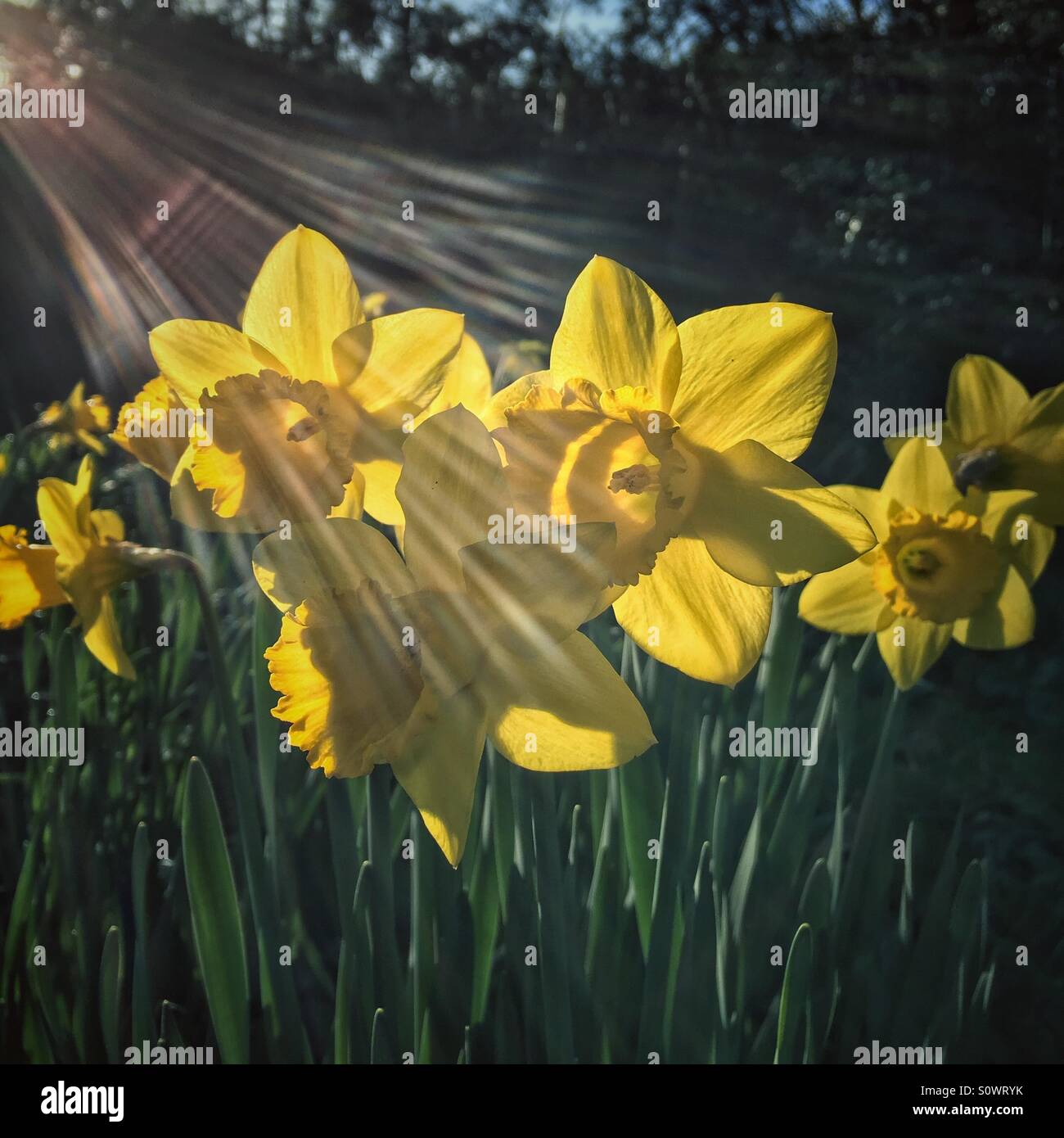 Daffodils in bright morning Spring sunshine - Smartphone Captured Stock Image