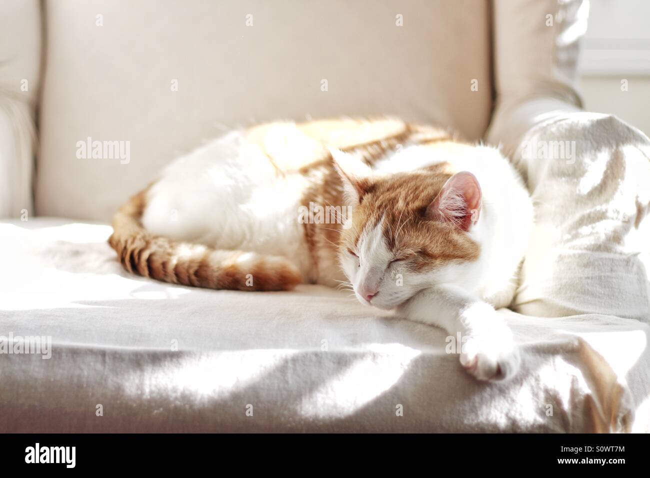 Tabby cat napping in sunshine Stock Photo