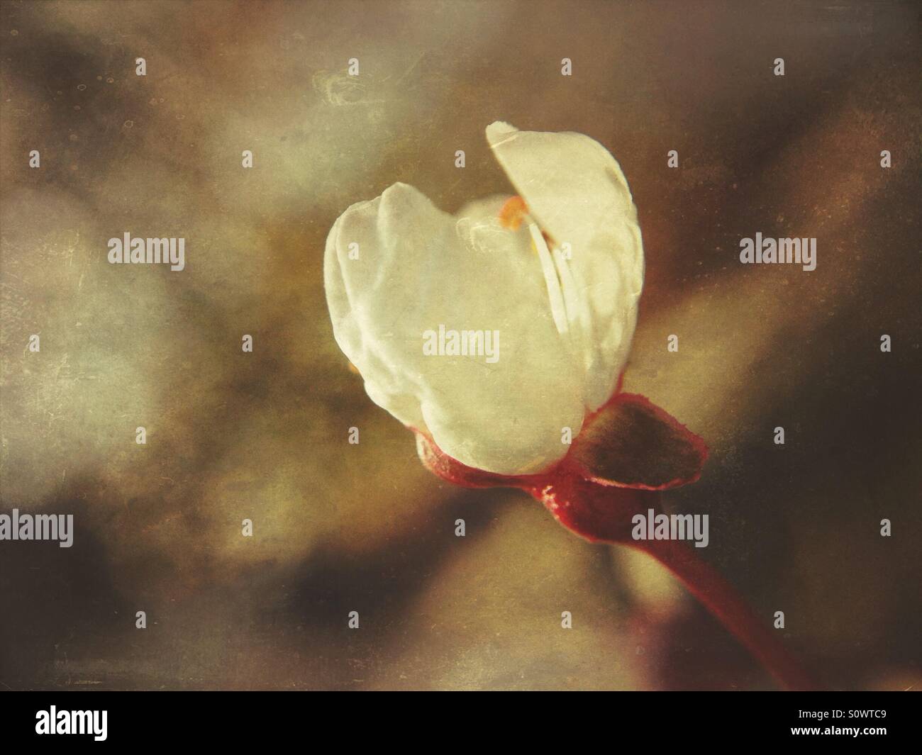 Spring blossom bud - Smartphone Captured Stock Image