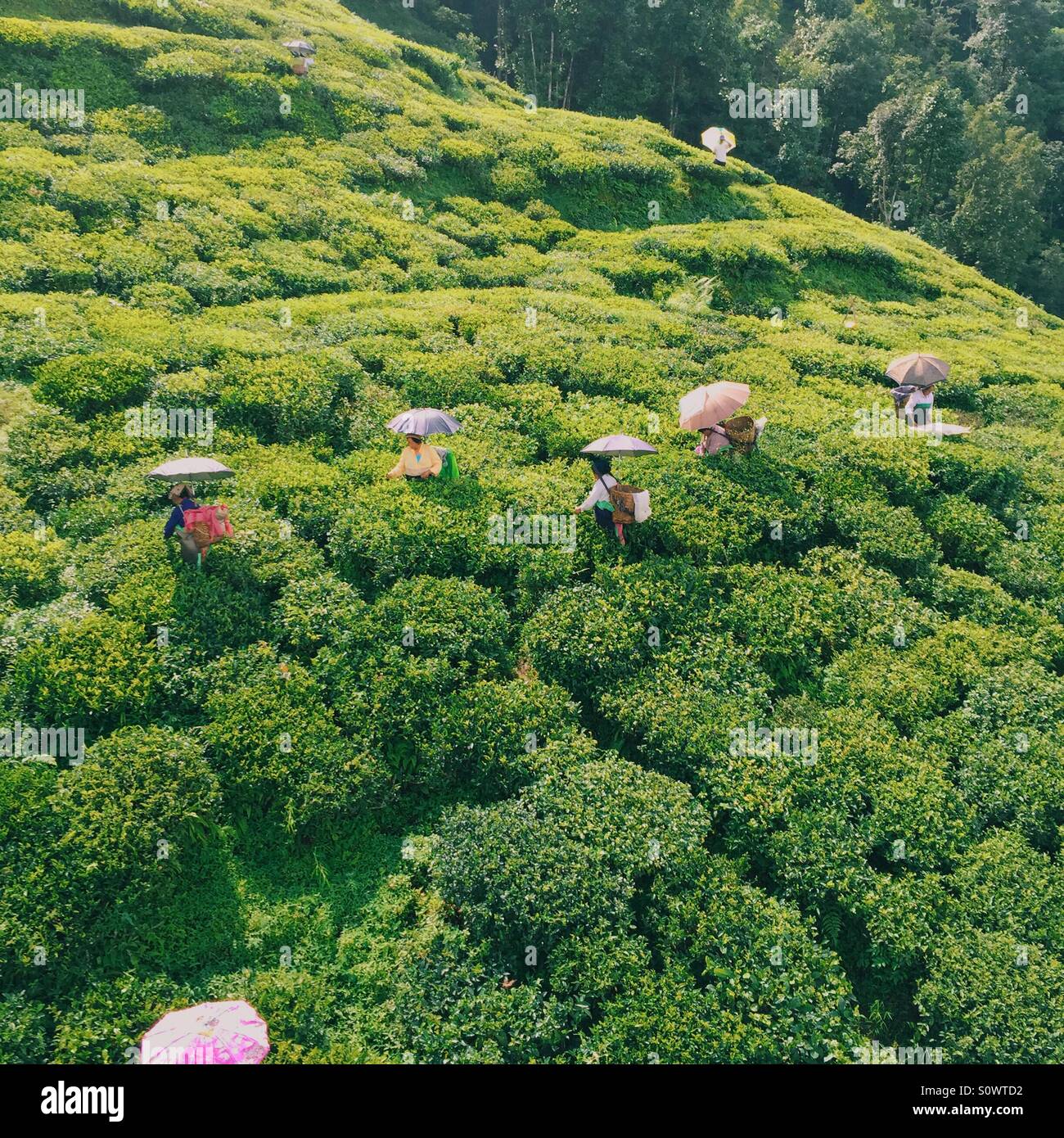 Darjeeling tea garden from the above Stock Photo - Alamy