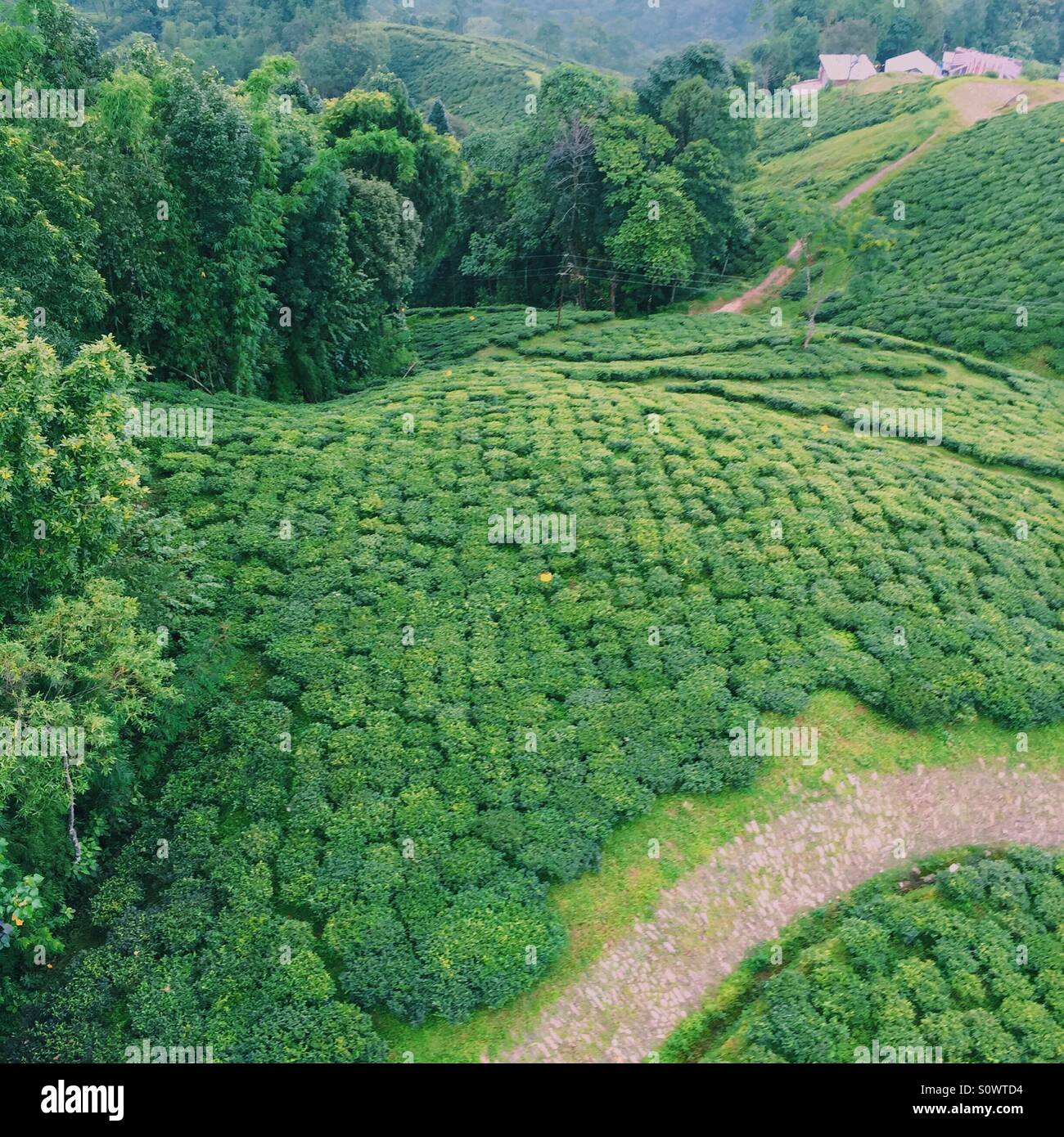 Darjeeling tea garden from the above. Stock Photo