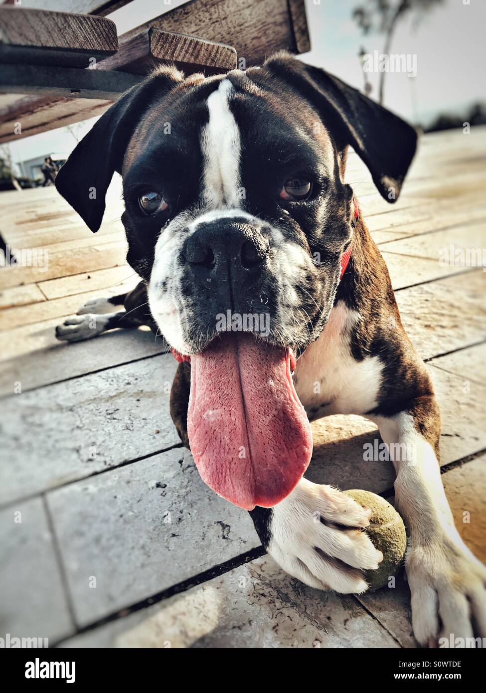 Boxer keeping his ball - Smartphone Captured Stock Image