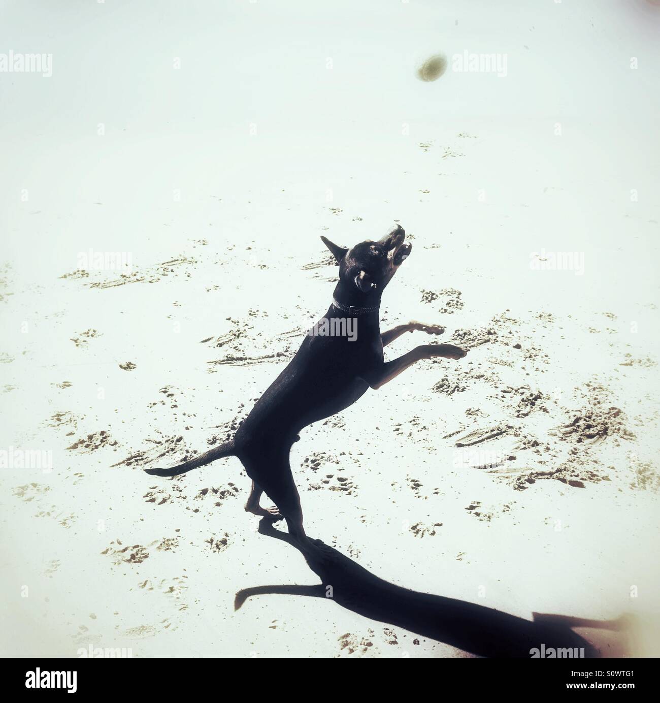 Dog catching ball Stock Photo Alamy