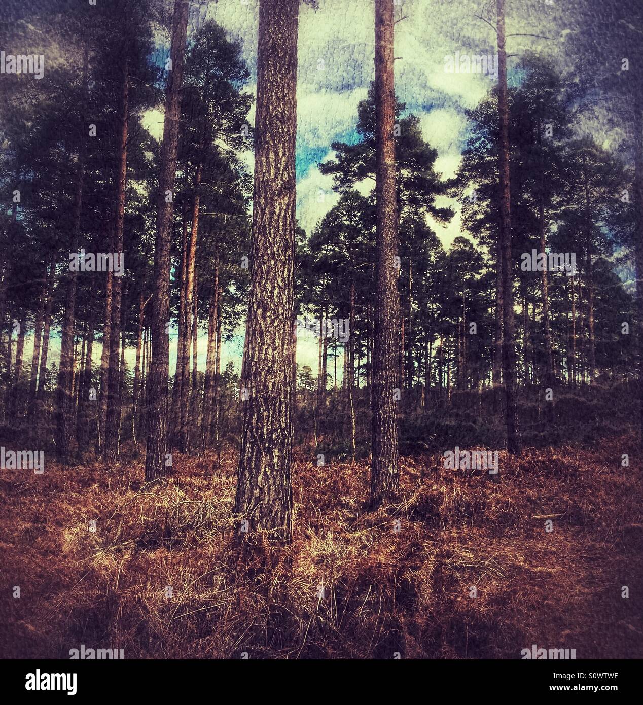 Stylised coniferous woodland with tall pine trees and forest floor, filtered to create a painterly, atmospheric nature scene. - Smartphone Captured Stock Image
