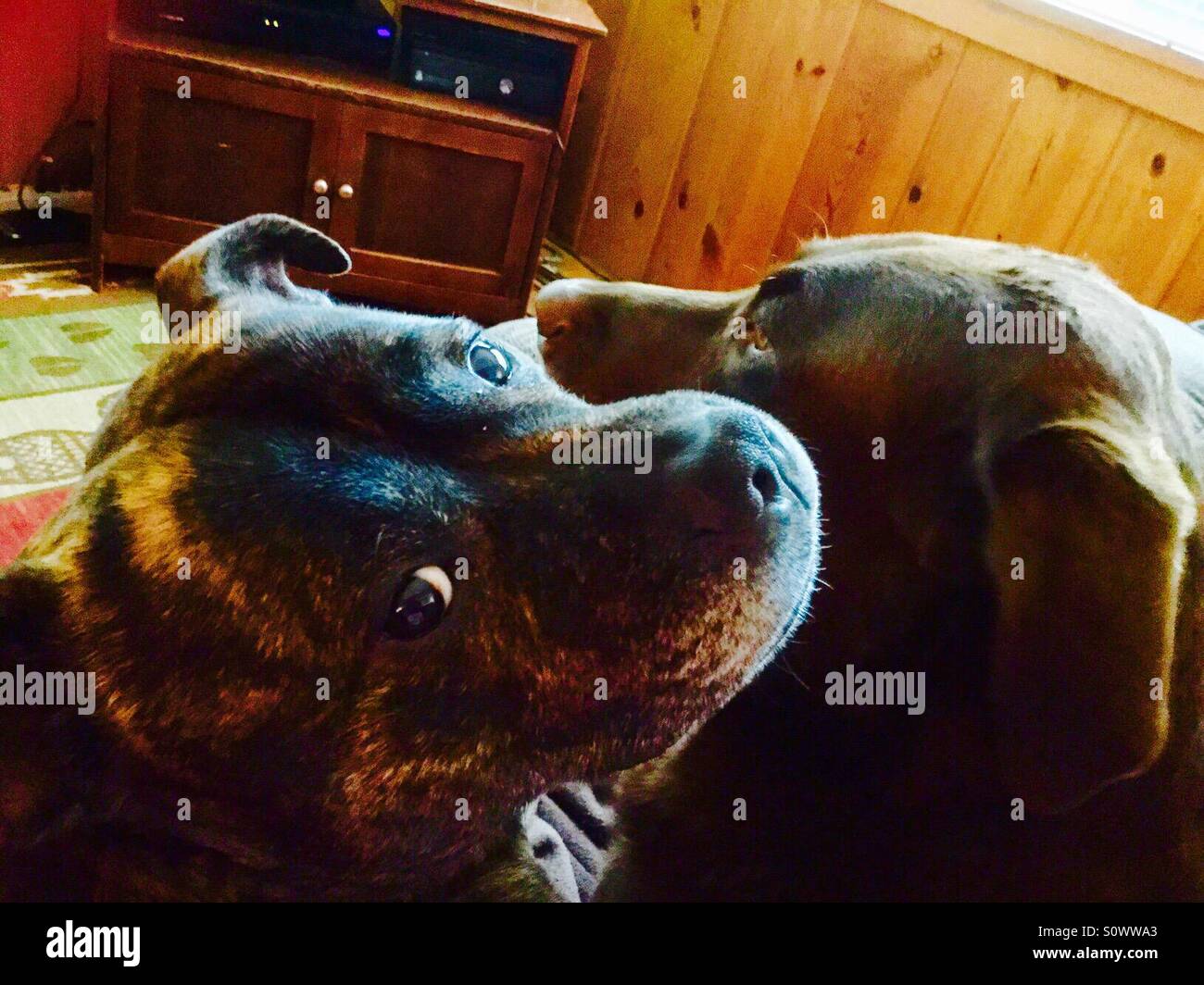 Best animal friends hires stock photography and images Alamy