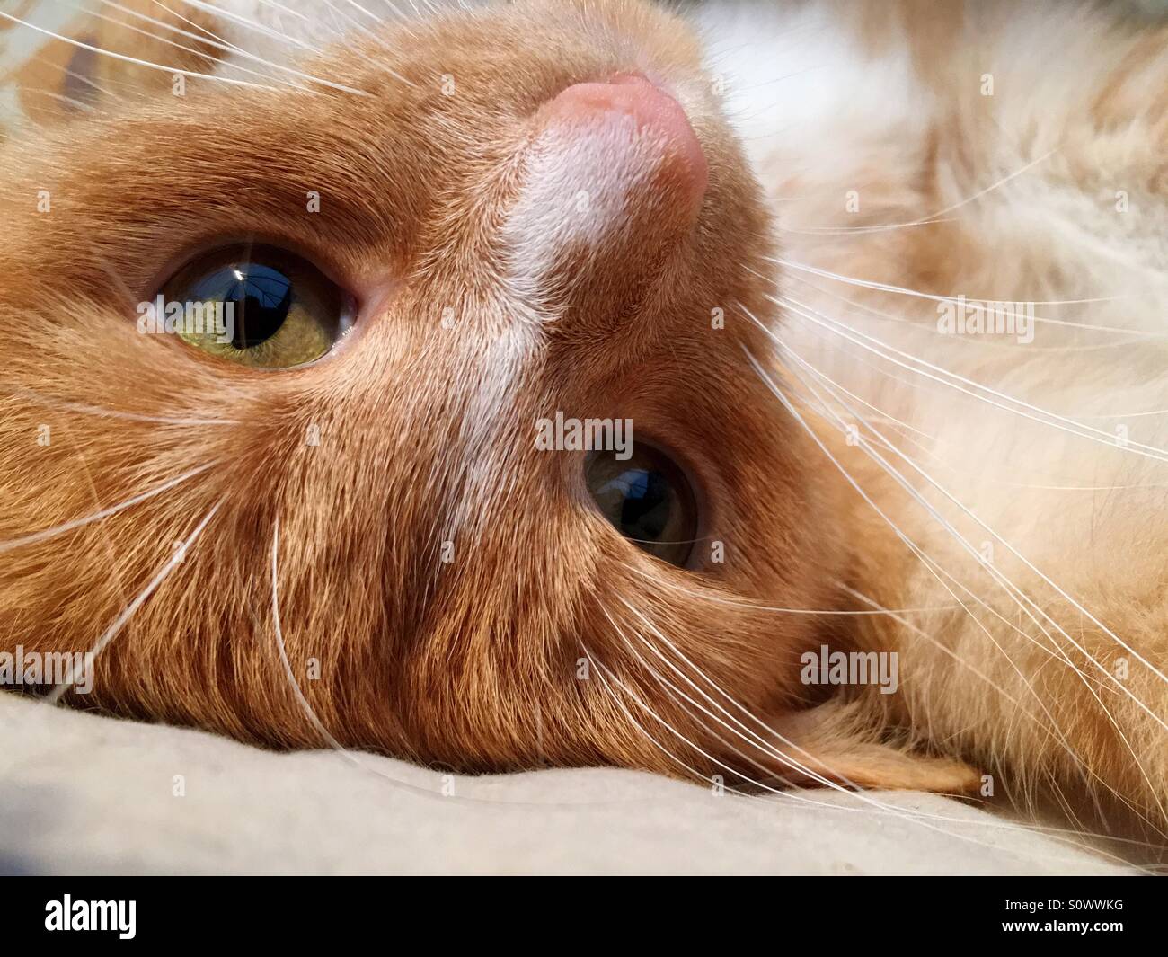 Portrait of cat relaxing looking at the camera - Smartphone Captured Stock Image